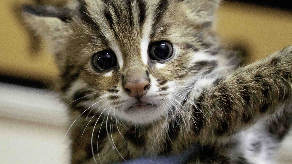 保育石虎，需要反對資本逐利