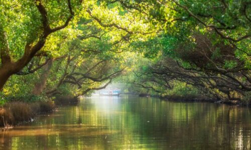 180719144337-beautiful-taiwan-anping-green-tunnel-z-new-popu1965